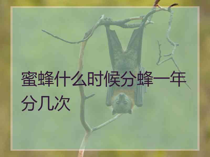 蜜蜂什么时候分蜂一年分几次