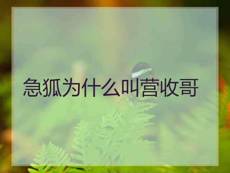 急狐为什么叫营收哥