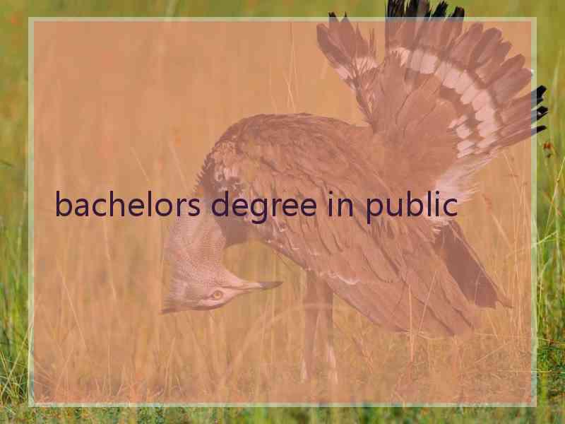 bachelors degree in public