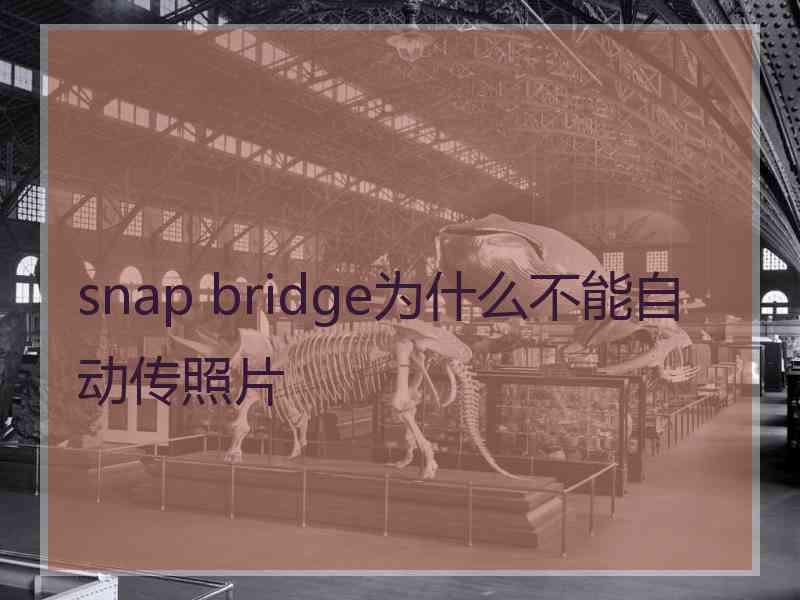 snap bridge为什么不能自动传照片