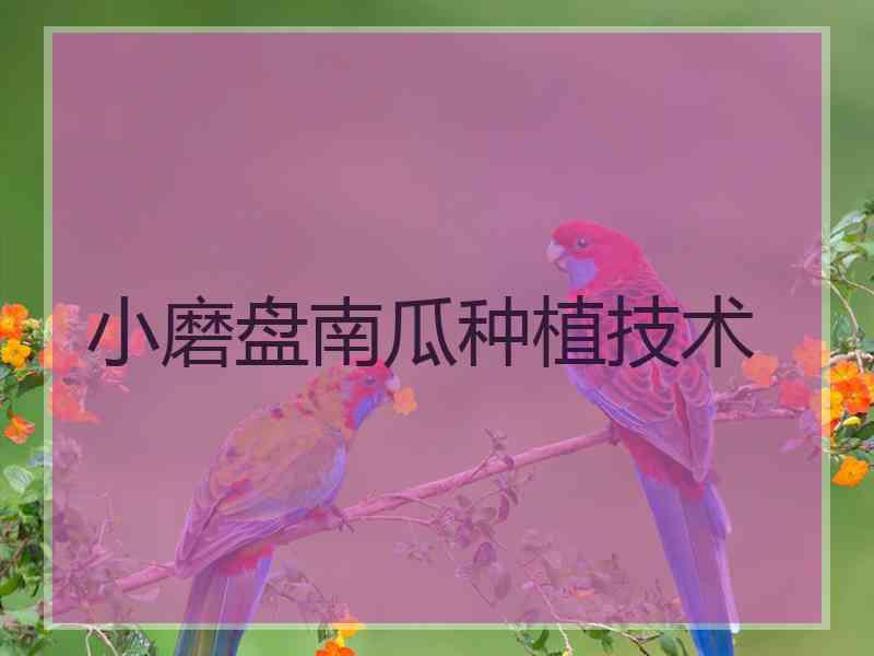 小磨盘南瓜种植技术