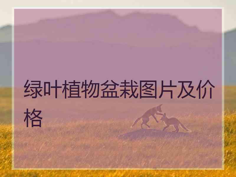 绿叶植物盆栽图片及价格