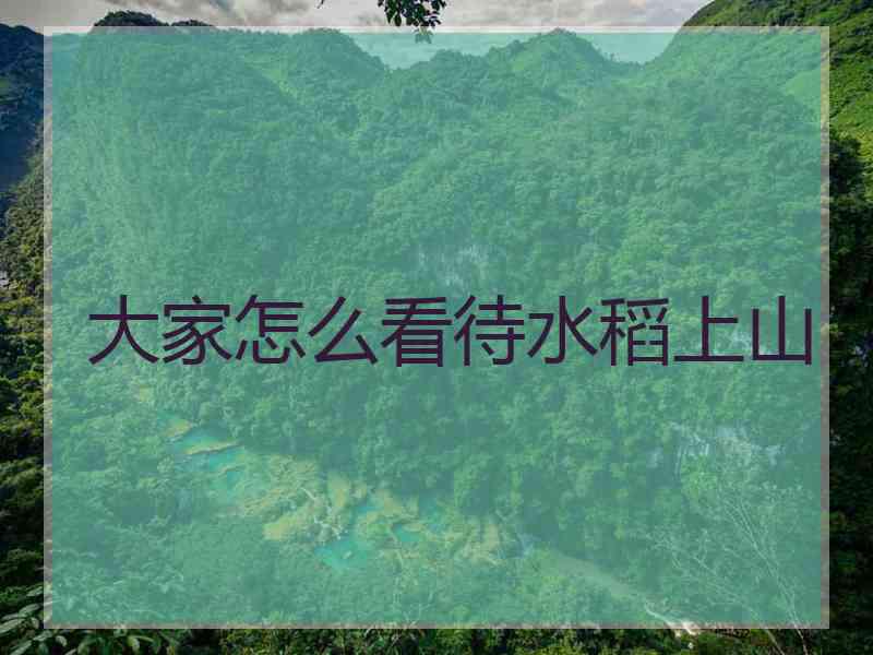 大家怎么看待水稻上山