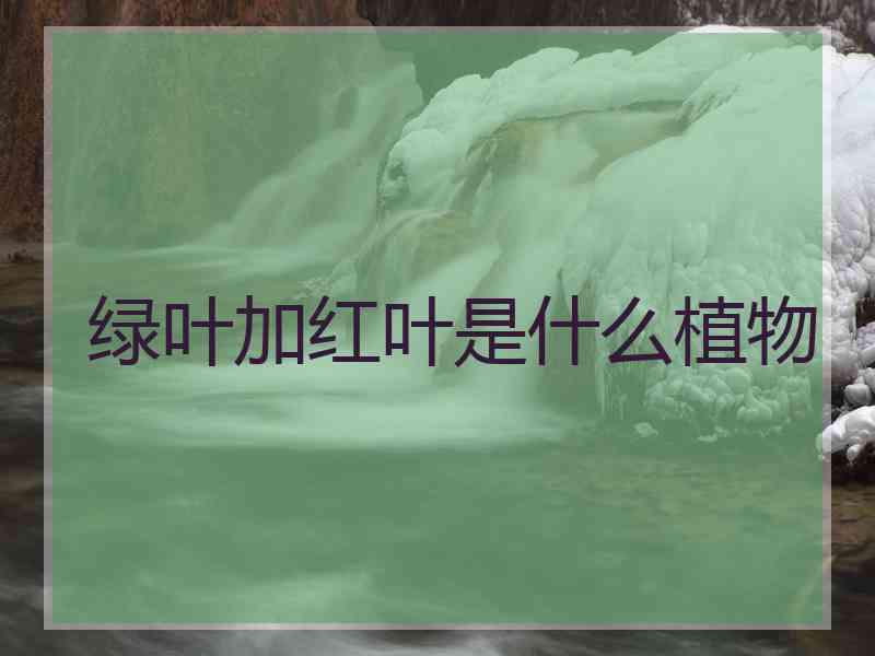 绿叶加红叶是什么植物