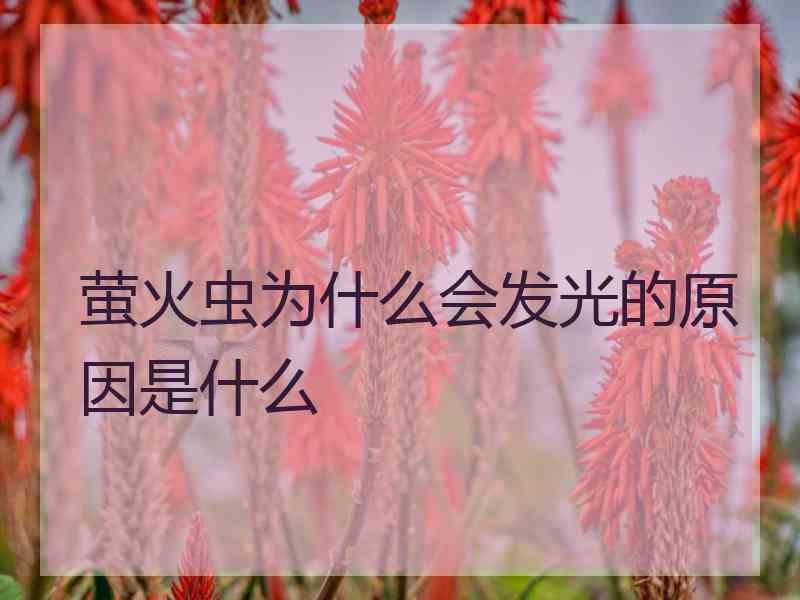 萤火虫为什么会发光的原因是什么