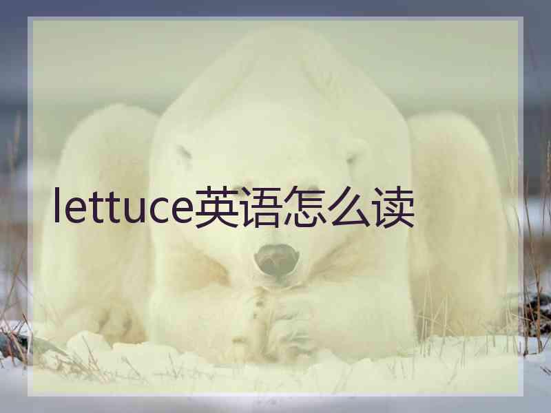 lettuce英语怎么读