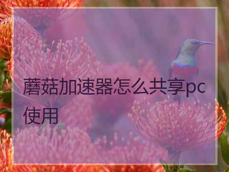 蘑菇加速器怎么共享pc使用