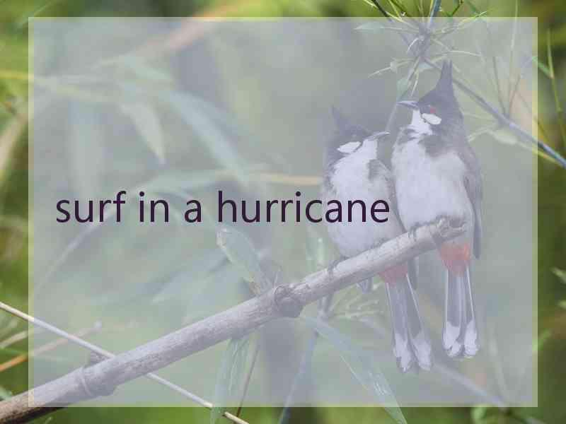 surf in a hurricane