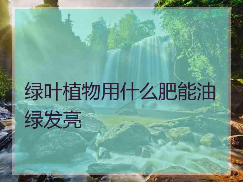 绿叶植物用什么肥能油绿发亮