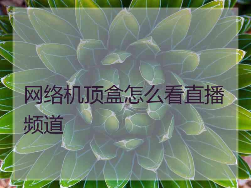 网络机顶盒怎么看直播频道