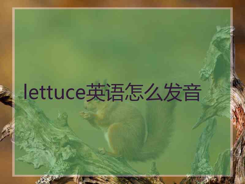 lettuce英语怎么发音