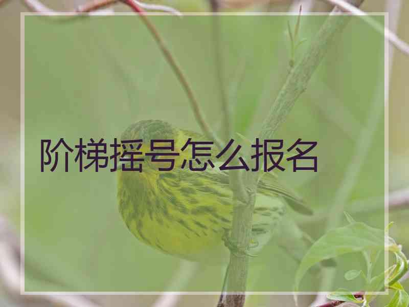 阶梯摇号怎么报名