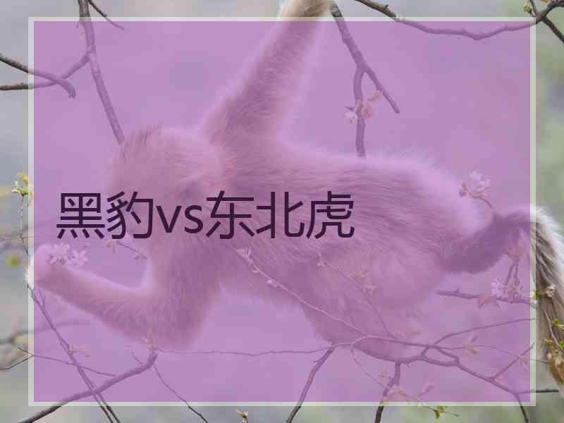 黑豹vs东北虎