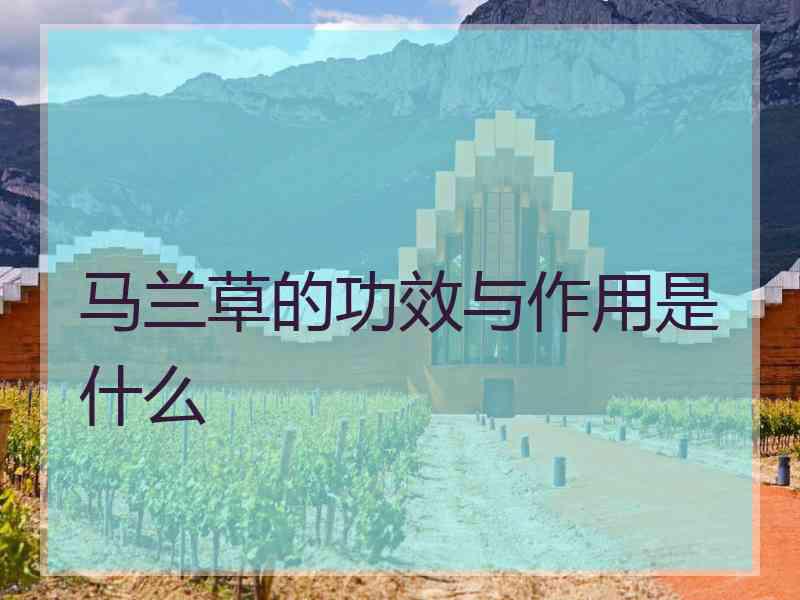 马兰草的功效与作用是什么