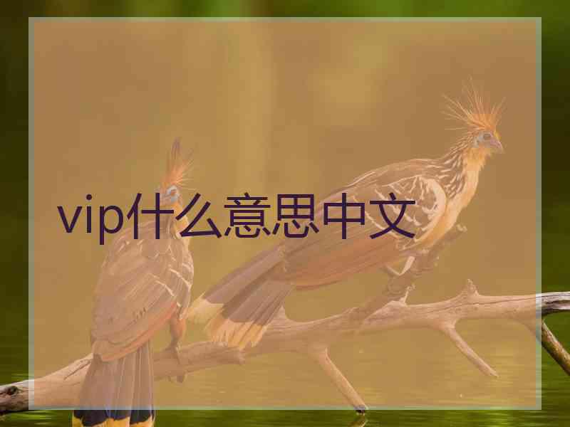 vip什么意思中文